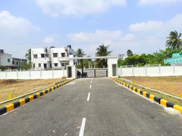 Amazze Sai Sun Verdant